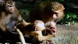 NEW small abandoned monkey was attack chase out of Savana team by other little abandoned monkey