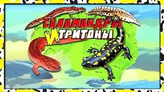 САЛАМАНДРЫ и ТРИТОНЫ сбабам (новинка 2019)