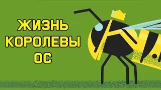 Edu: Жизнь королевы ос