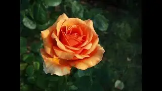 Роза  Ashram.Роза Тантау. Что в имени твоем?! Часть 3