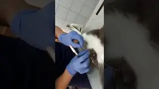 Кастрация кота