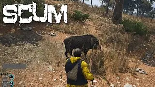 SCUM Охота на кабана и крафт топора