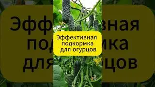 МОРЕ огурцов обеспечено  