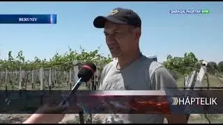 🍉 Беруний туманида сабзавот ва полизчилик йўналишидаги фермер, деҳқон ва томорқачилар учун