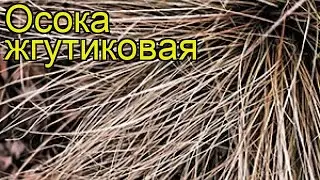 Осока жгутиковая. Краткий обзор, описание характеристик, где купить саженцы carex muskingumensis