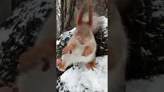 Милая белочка / Cute squirrel