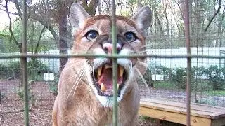 Cougar Talk...