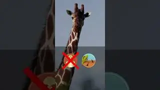 Proteger a las jirafas es tarea de todos 🦒​🌍​