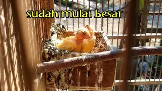Anakan burung kenari sudah mulai dewasa