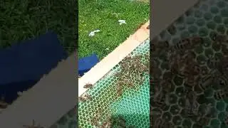 цветная вощина 2 часть