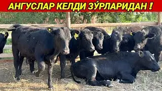 ЯНГИ ПАРТИЯ АНГУСЛАР КЕЛДИ !!! ЗУ́РЛАРИДАН СИЗ КУТГАН ВИДЕО ХОРАЗМ БОЗОР