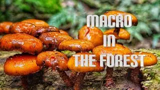 Macro in the Forest
