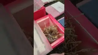 Готовим нуклеусы для заселения, разливаем корм в виде сиропа