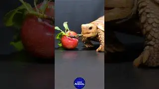 Satisfying ASMR Eating Plum Mukbang 🍒 Turtle Tortoise