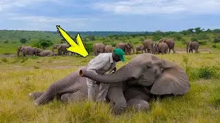 A man saves an elephant, then the herd does something incredible!