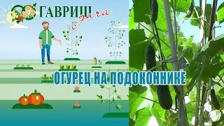 НАШИ РУКИ НЕ ДЛЯ СКУКИ   