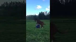 Happy Horse Reacts To Inflatable Soccer Ball