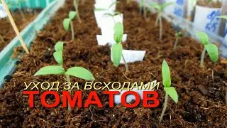 Как ухаживать за ВСХОДАМИ ТОМАТОВ! Советы от ЗЕЛЕНОГО ОГОРОДА!