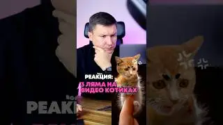 Реакция: 3 дыма на видео котиков??