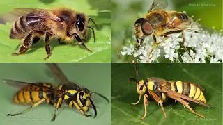 Is it a bee, a wasp, a fly, or a moth?