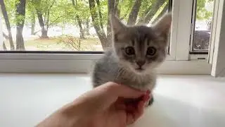 Луна птенчик на жёрдочке