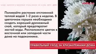 Полезные советы по выращиванию домашних хризантем в горшке