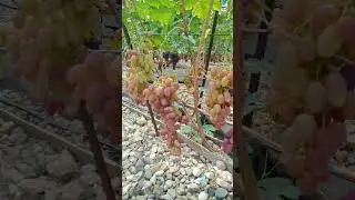 Виноград Розалинда