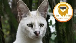 Amazing Small Wild Cats Up Close in 3D 180VR!