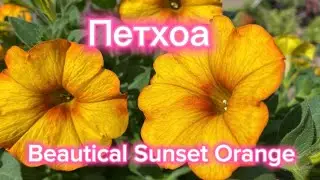 Новинка 2024 в нашей коллекции. Петхоа «Beautical Sunset Orange»