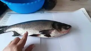 🐬Готовит муж- руки в крови!/ 🥞По вашим просьбам: еще раз про блинчики!