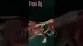 Охота Гепарда