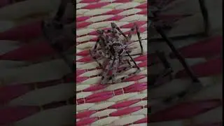 Poking a Spider in Thailand