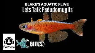 Episode 10 - Every Pseudomugil  - Talking Blue Eyed Rainbowfish - Blakes Aquatics Live Bites