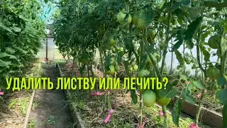 Зачем и когда удалять листву на томатах.