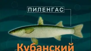 Диалоги о рыбалке -129- Кубанский пиленгас.