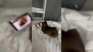 ПАРАДЕЕВИЧ СПАЛИЛ ПЕТРОВИЧА  С П0РНО