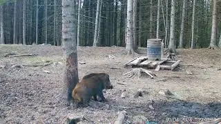 Кабаны. Старательная работа опой )Всегда свежие фото и видео с фотоловушек Егерькам.