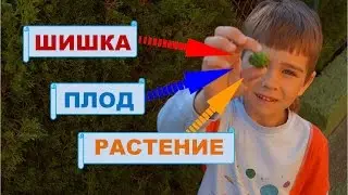 Урок. Слово и его значение. Слова с несколькими значениями.  Русский язык 1 класс. 