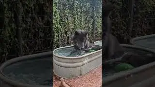 Rescued Wolfdog LOVES Pool