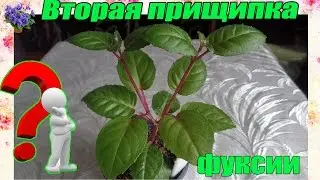 Прищипка комнатного растения фуксии в домашних условиях. 2-я прищипка