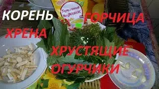 Огурцы с корнем хрена и горчицей- лучший рецепт