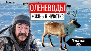 КАК ЖИВУТ ОЛЕНЕВОДЫ НА ЧУКОТКЕ. ПОГИБАЮЩИЕ ХОЗЯЙСТВА НА КРАЙНЕМ СЕВЕРЕ. ЧУКОТКА #15