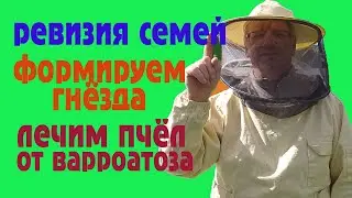 Ревизия семей осенью.  Формирование гнезда.  Лечение от клеща.