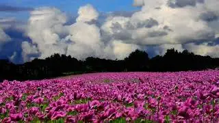 pink flowers background video / flower sky video footage / beautiful pink flower / natural flower