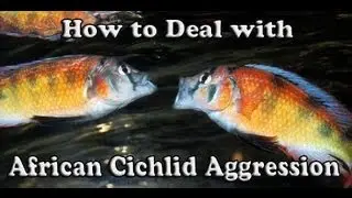 How to Deal with African Cichlid Aggression