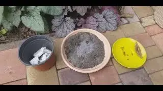 Ирис карликовый. Размножение семенами. Мой опыть часть -2