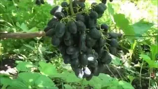Глаша