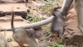 Skippy King Slapped On Baby Delena | Baby Screaming No See Mother  | Monkey  Sounds