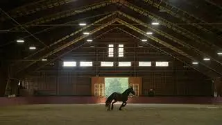 majestic black horse runs through large equestrian riding hall indoor ring bxs3lours