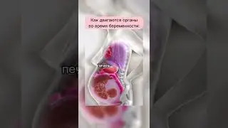 Как двигаются органы во время беременности?